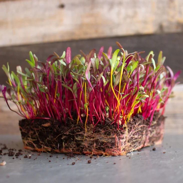 Beet - Rainbow Blend